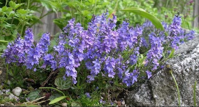 Veronica Prostrata (1181)